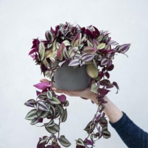 نبتة زبرينا فضية