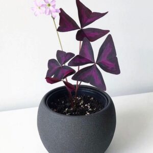 ا الأوكساليس ثلاثية الأوراق