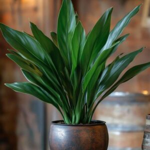 نبتة حديد الزهر