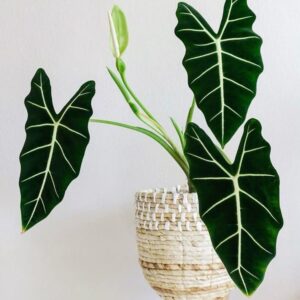 نبتة اذن الفيل