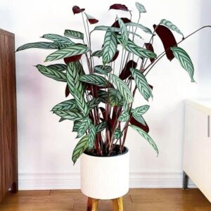 نبتة الكلاثيا