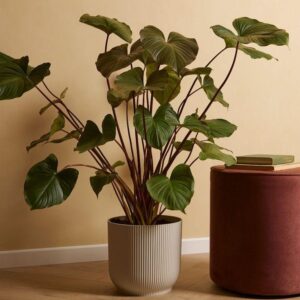 نبتة هومالومينا ماجي