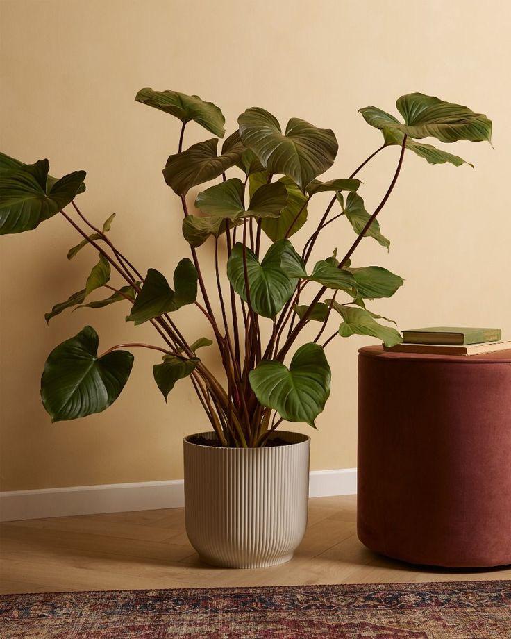 نبتة هومالومينا ماجي نبتة هومالومينا ماجي