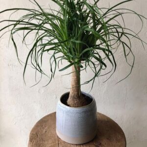 نخيل ذيل الحصان