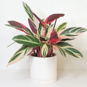 سترومانث ثلاثي الألوان