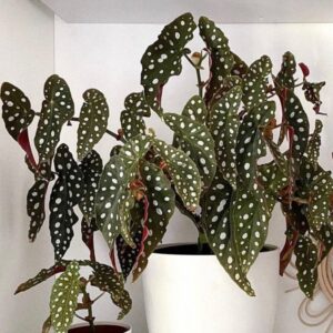 نبتة بيغونيا ماكولاتا