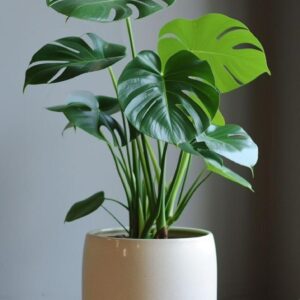 نبتة الجبن السويسري