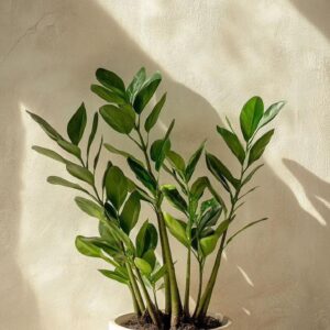 نبتة الزوزو