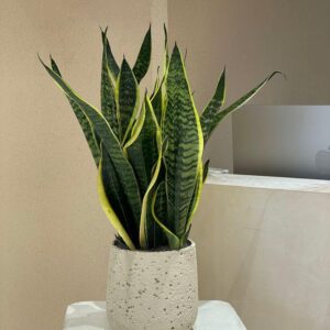 السانسيفيريا