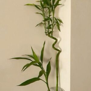 نبتة دراسينا ساندريانا