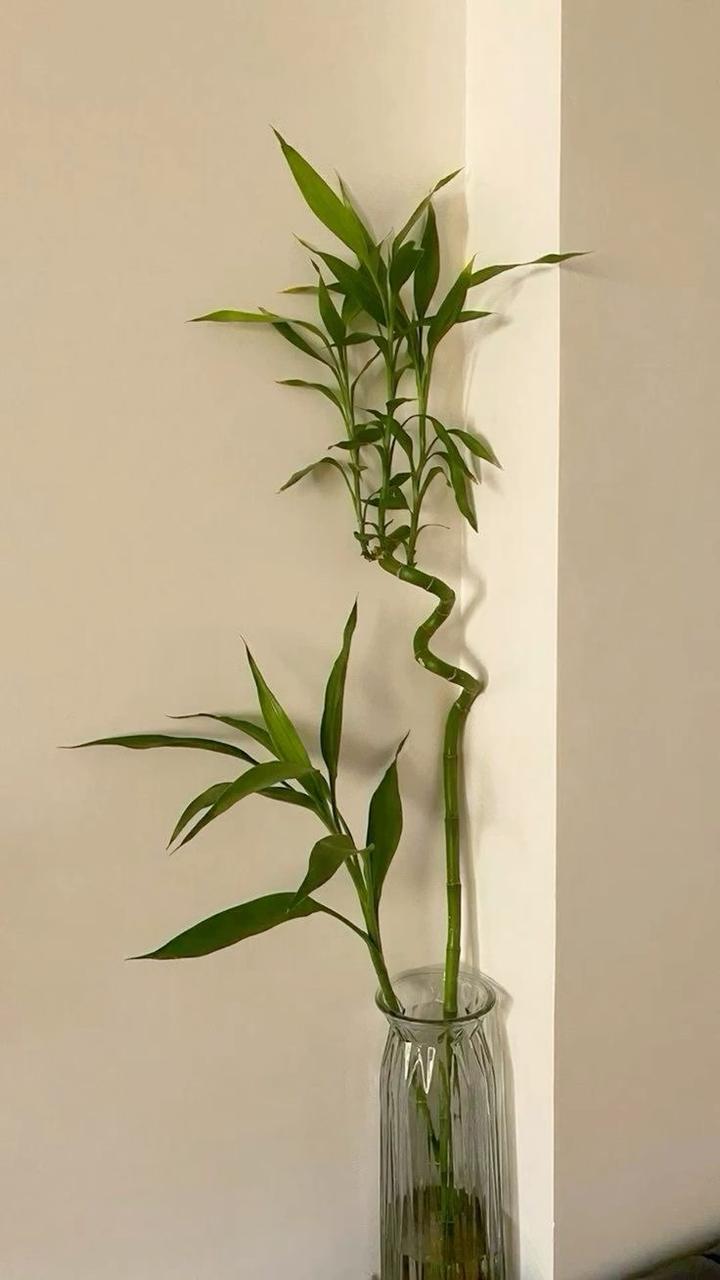 نبتة دراسينا ساندريانا نبتة دراسينا ساندريانا