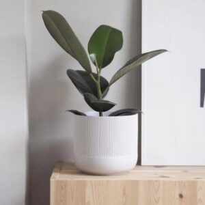 نبات المطاط