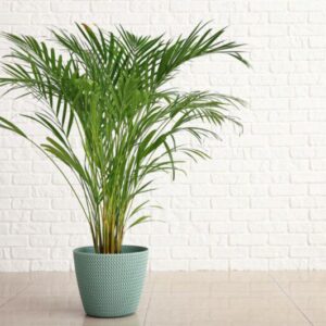 نخيل الأريكا